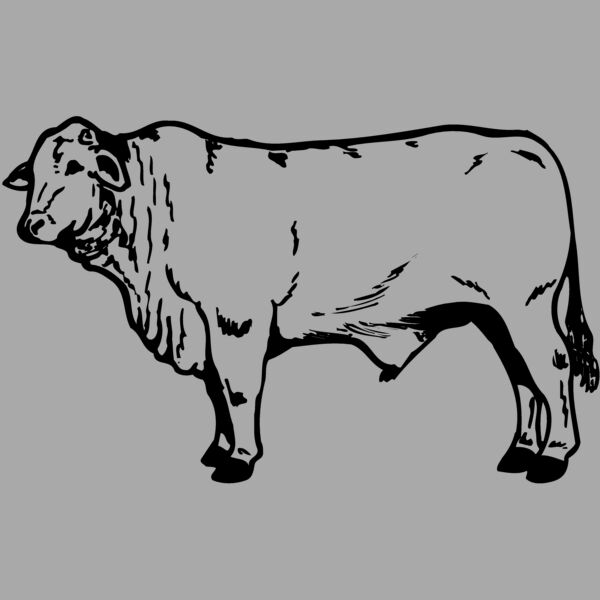 COW022 Thumbnail