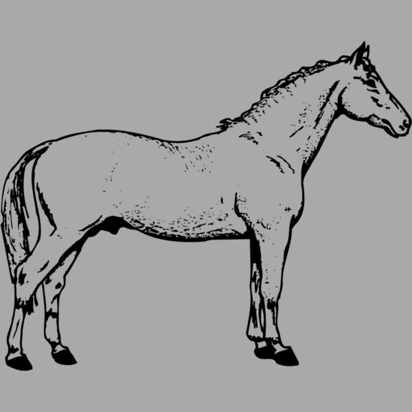 HORSE019 Thumbnail