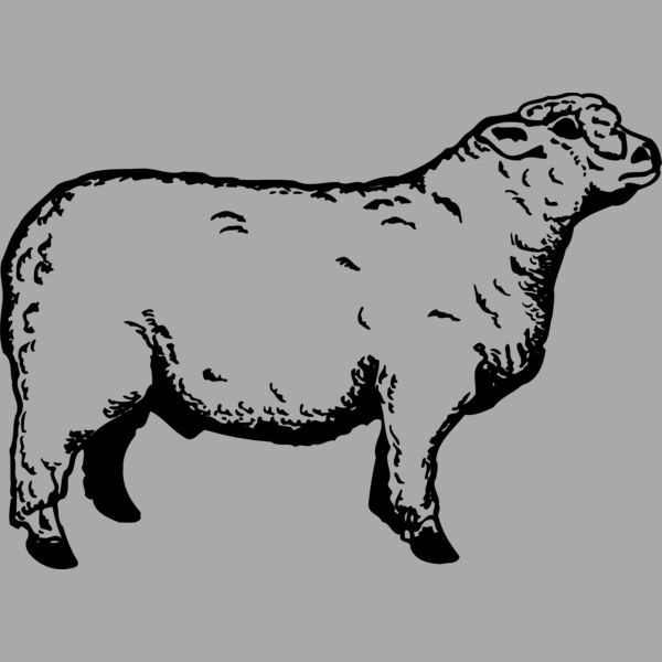 SHEEP011 Thumbnail