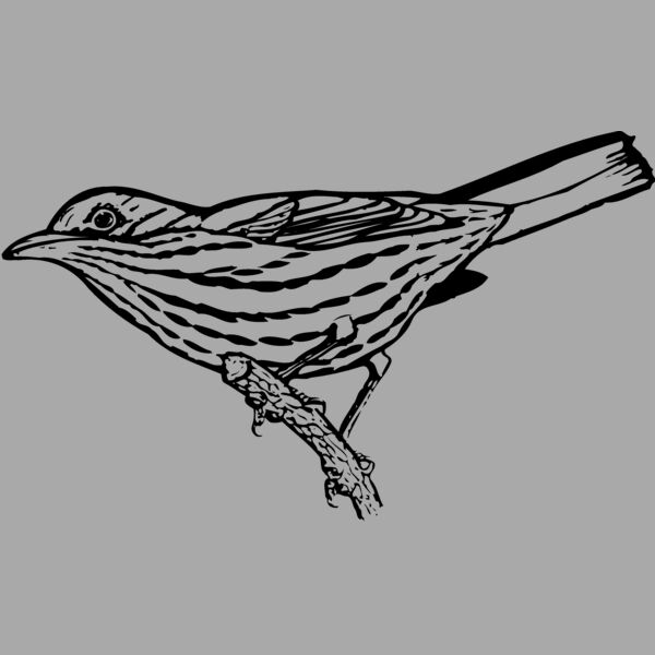 BIRD029 Thumbnail