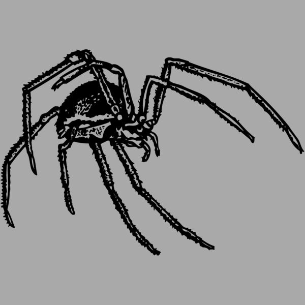 SPIDER01 Thumbnail